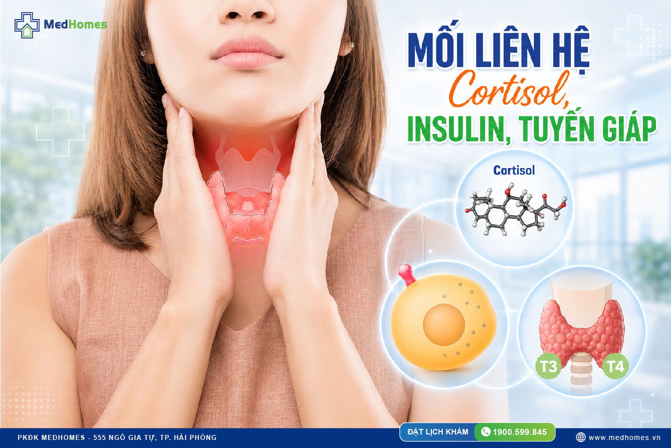 MỐI LIÊN HỆ GIỮA CORTISOL, INSULIN VÀ TUYẾN GIÁP: BỘ BA QUYẾT ĐỊNH NĂNG LƯỢNG CƠ THỂ 