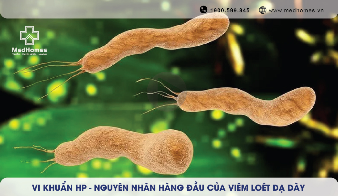 VI KHUẨN HP - NGUYÊN NHÂN HÀNG ĐẦU CỦA VIÊM LOÉT VÀ NGUY CƠ UNG THƯ DẠ DÀY